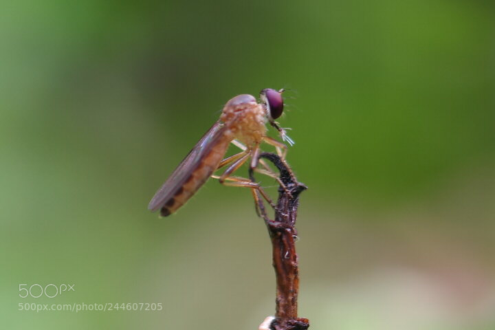 Samsung NX30 sample photo. Snacking time photography