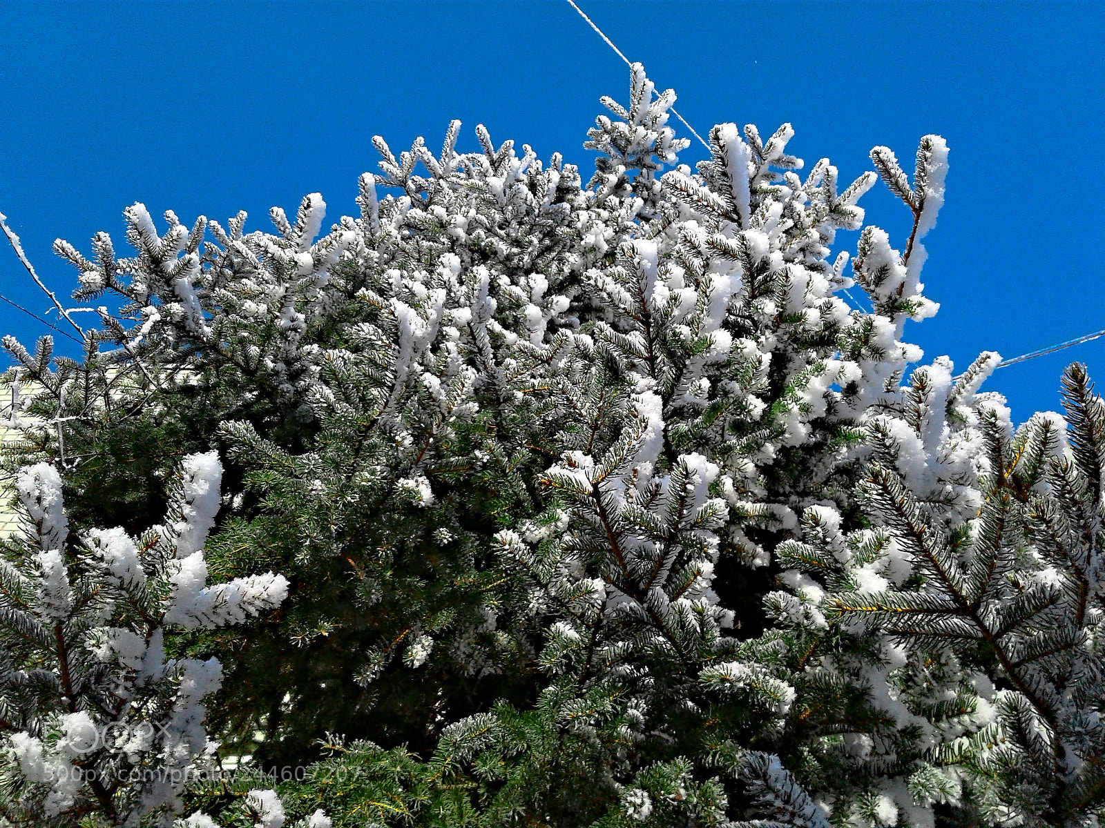 Samsung Galaxy J1 sample photo. Blue, white and green photography