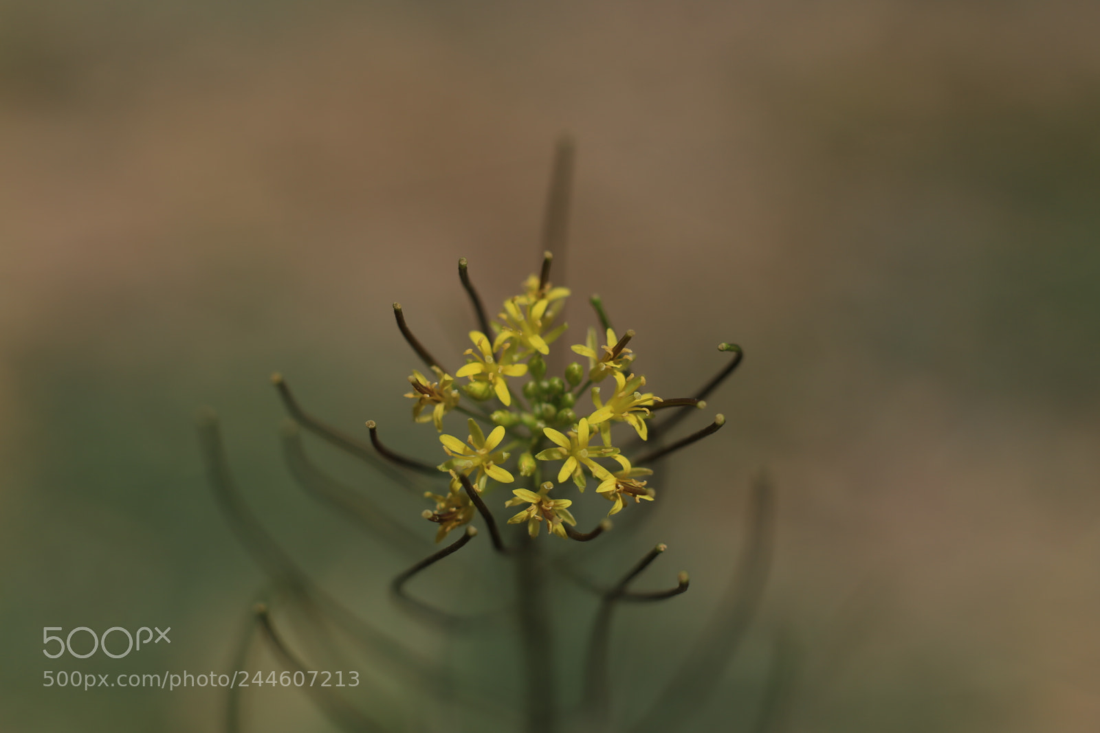 Canon EOS 6D + Canon EF 50mm F1.8 II sample photo. 30.jpg photography