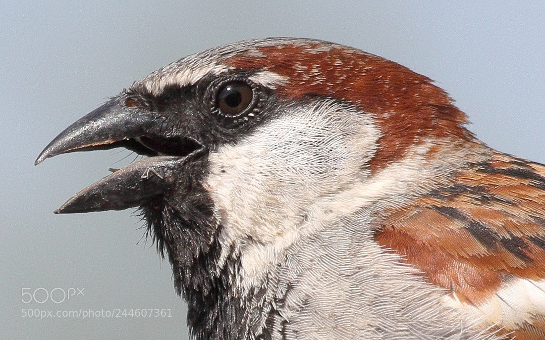 Canon EF 70-300mm F4-5.6 IS USM sample photo. Haussperling (passer domesticus) photography
