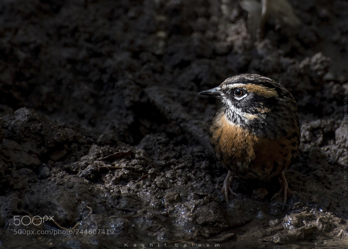 Nikon D7200 sample photo. Rufous-breasted accentor photography