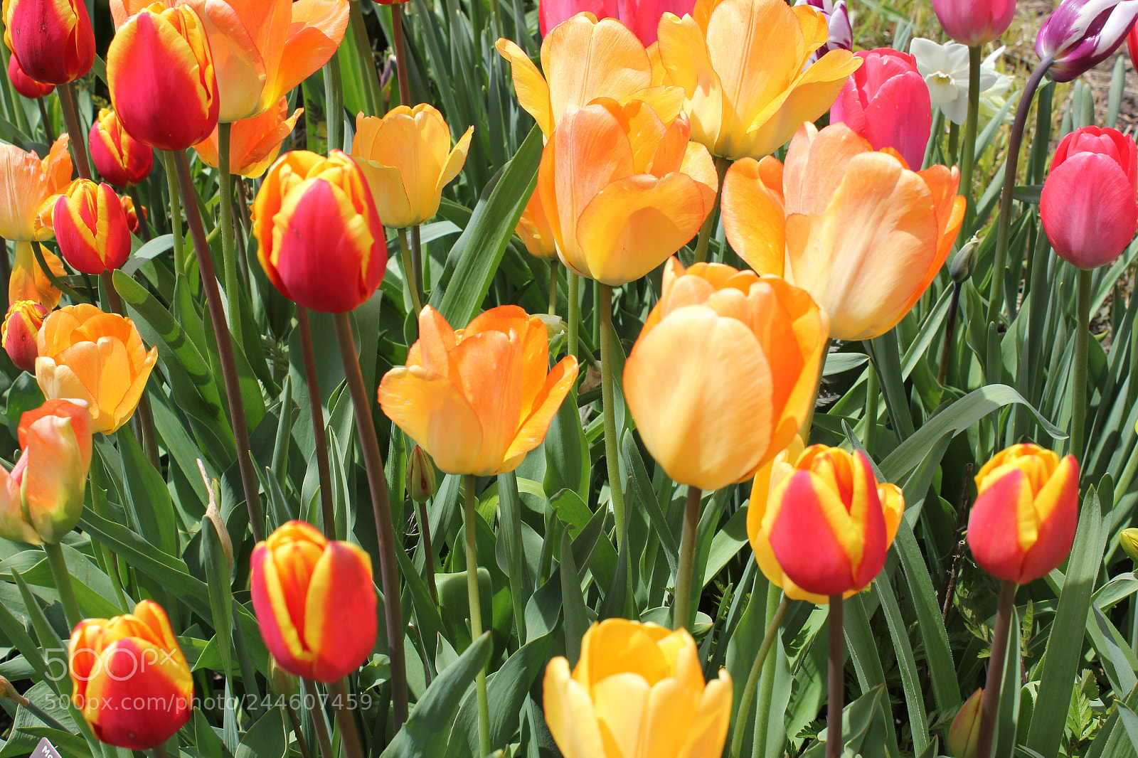 Canon EF-S 18-55mm F3.5-5.6 IS sample photo. Tulips edward's gardens, toronto photography