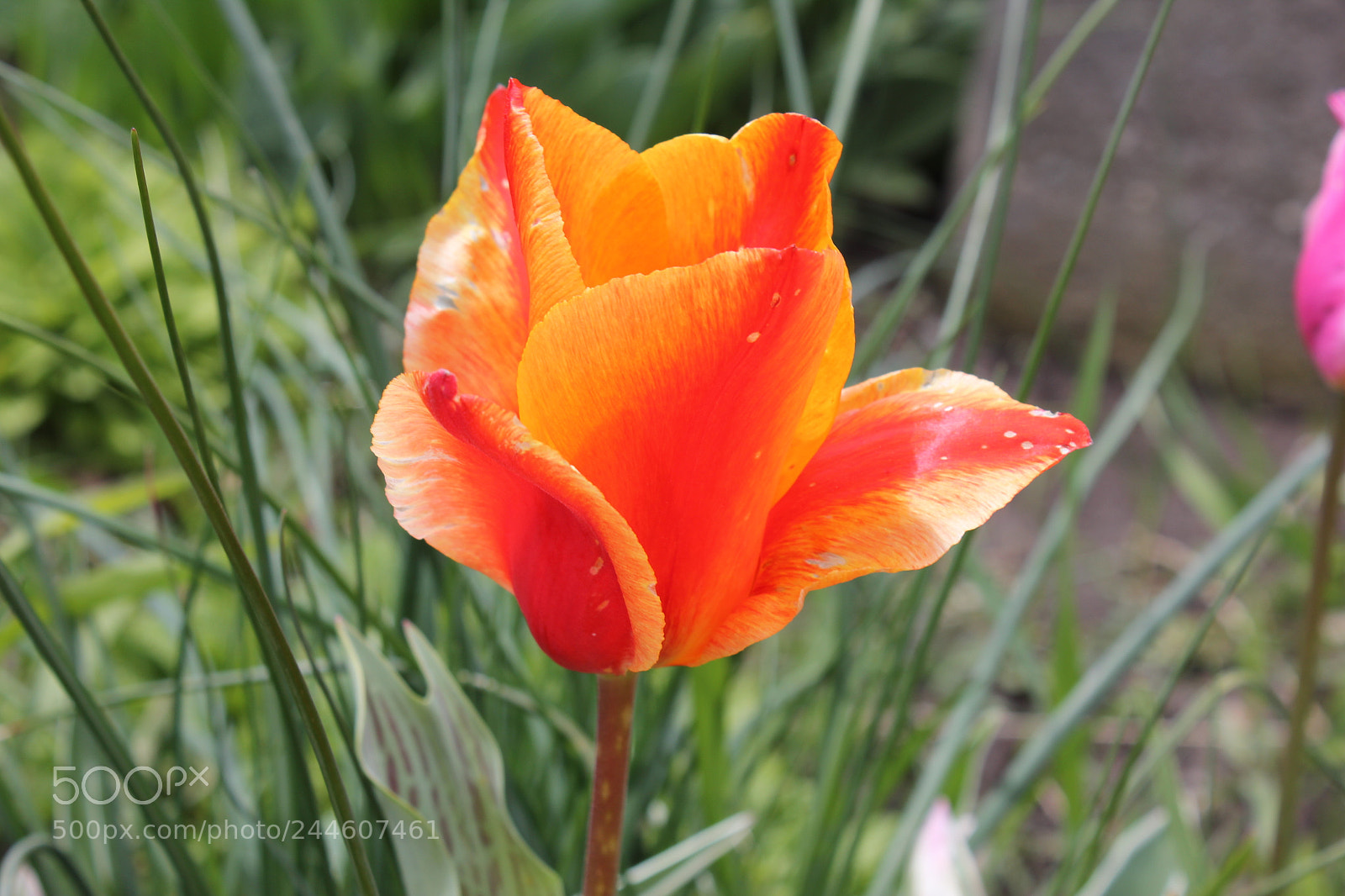 Canon EF-S 18-55mm F3.5-5.6 IS sample photo. Tulips edward's gardens, toronto photography