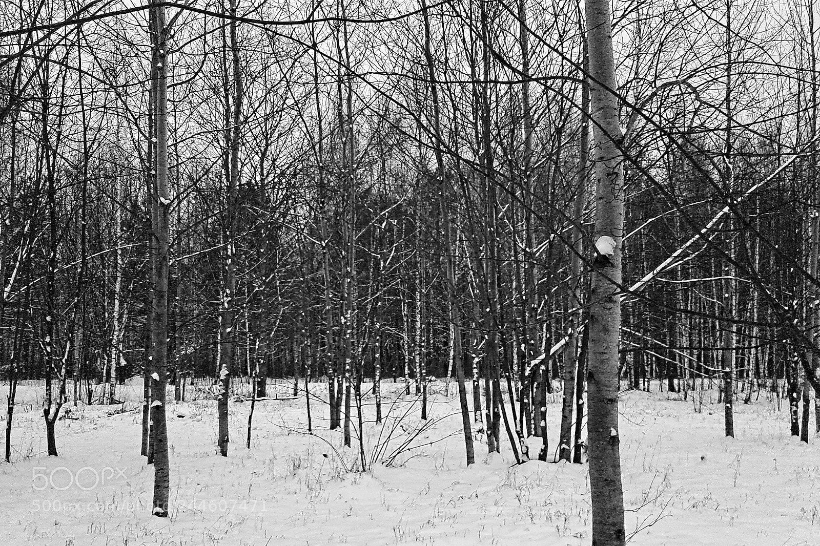 Samsung Galaxy J1 sample photo. Winter forest photography