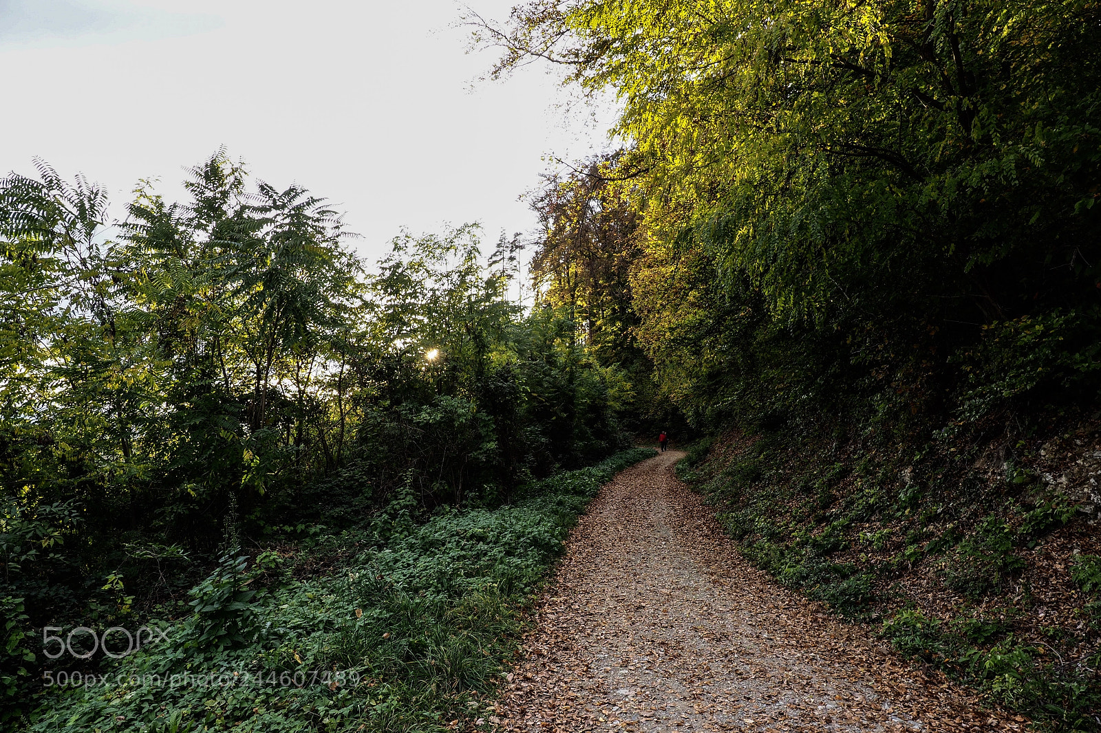 Olympus OM-D E-M1 Mark II sample photo. Herbstspaziergang photography