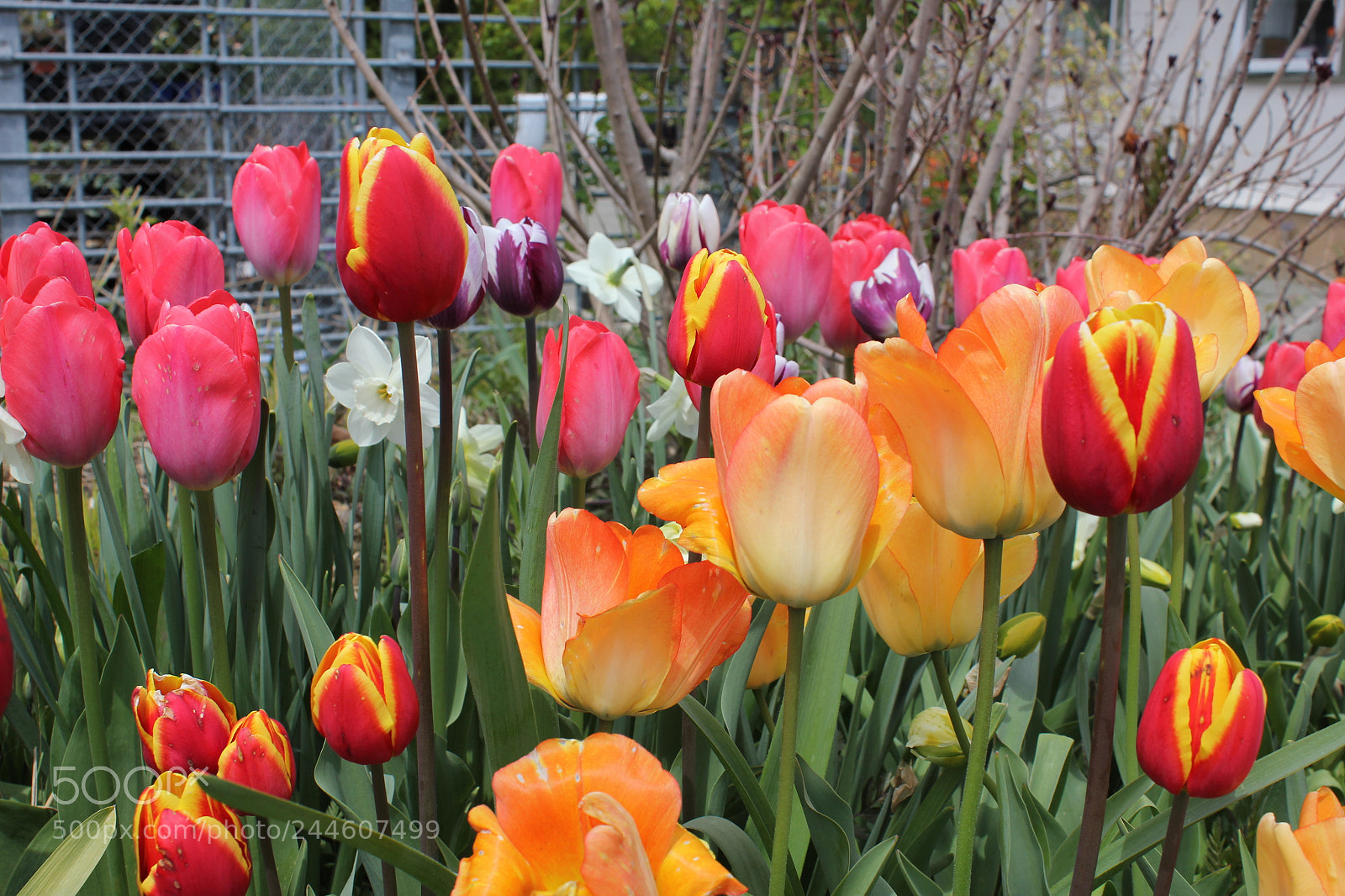 Canon EF-S 18-55mm F3.5-5.6 IS sample photo. Tulips edward's gardens, toronto photography