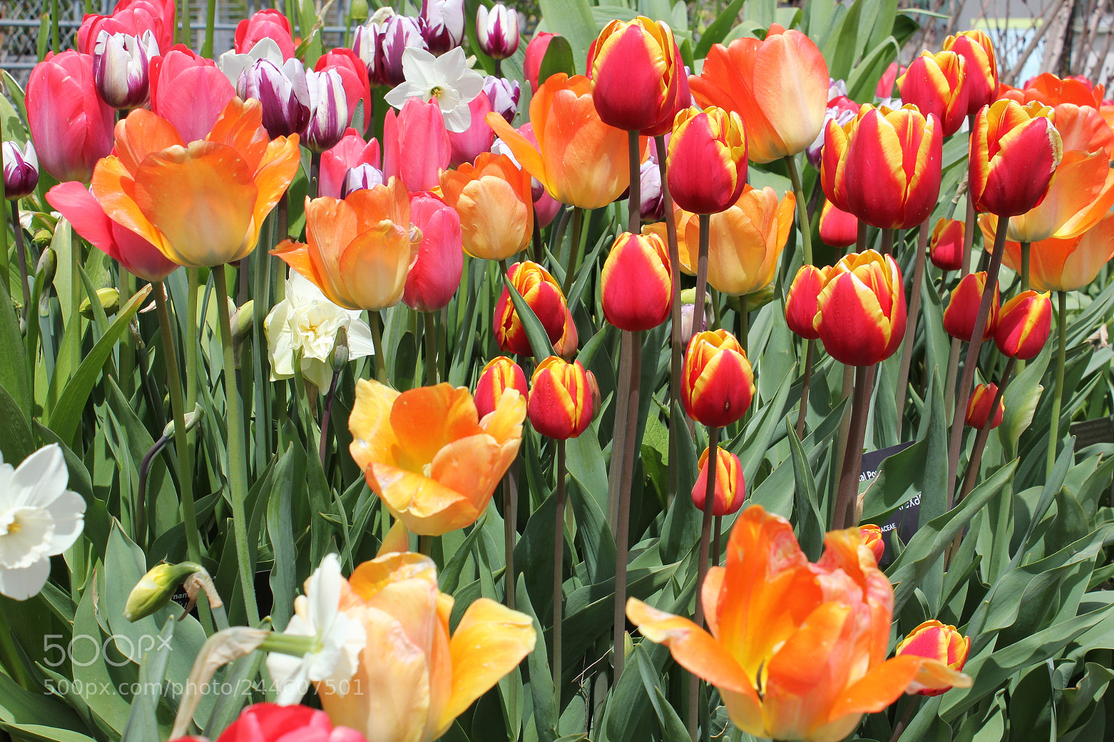 Canon EF-S 18-55mm F3.5-5.6 IS sample photo. Tulips edward's gardens, toronto photography