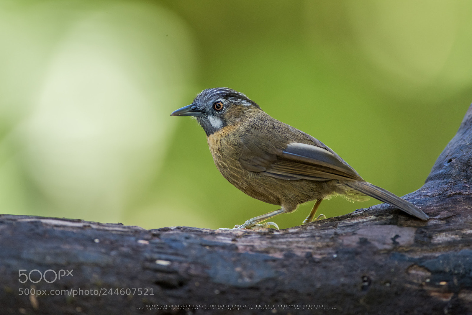 Nikon D810 sample photo. Grey-throated babbler photography