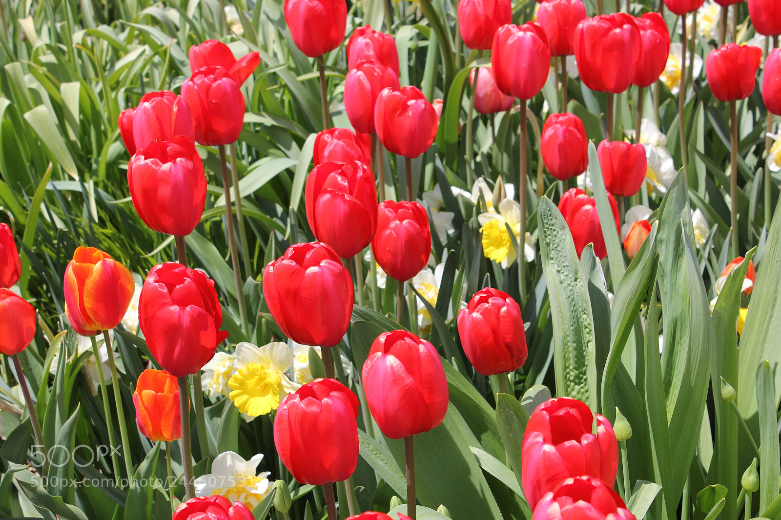 Canon EF-S 18-55mm F3.5-5.6 IS sample photo. Tulips edward's gardens, toronto photography
