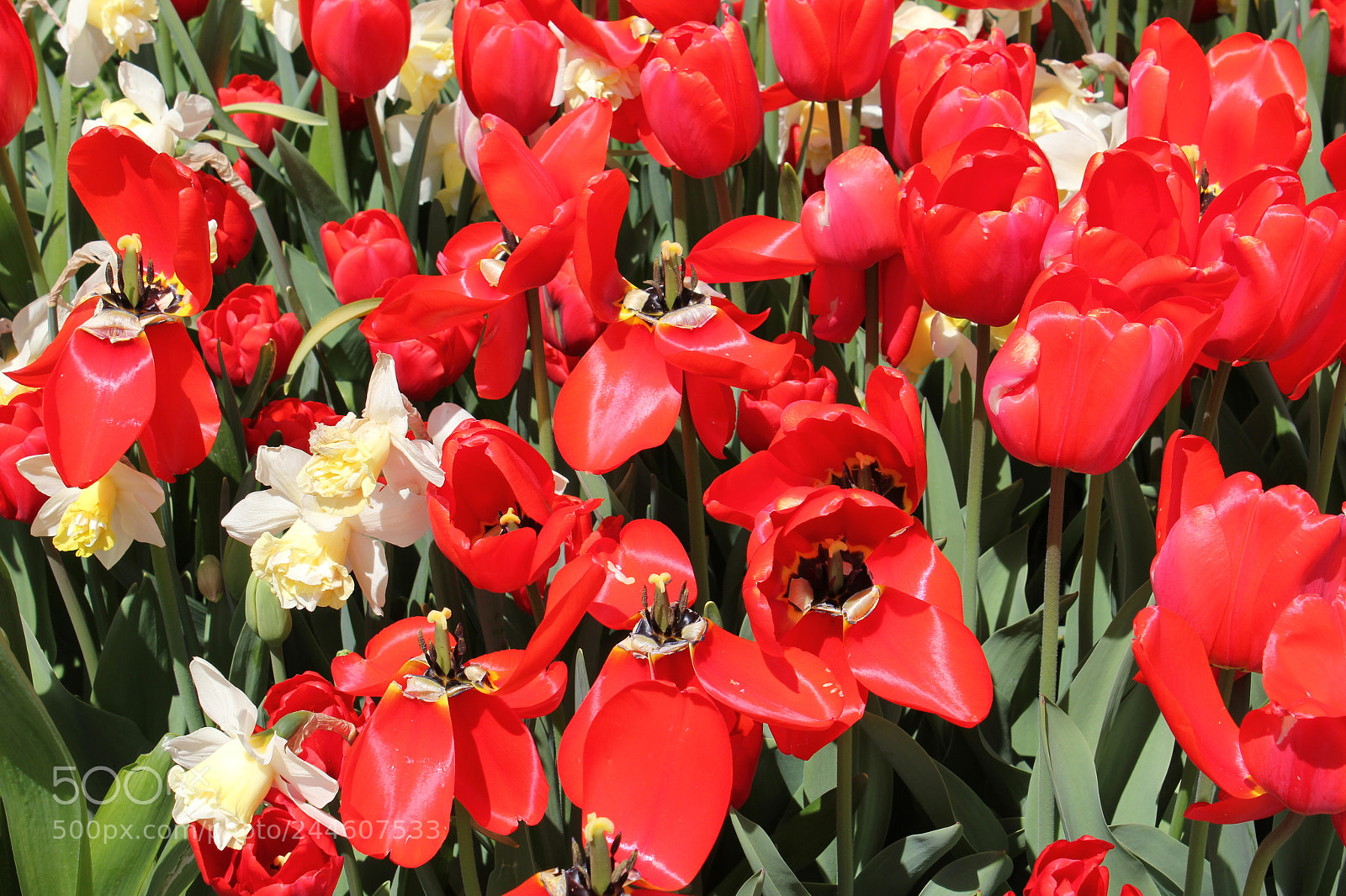 Canon EF-S 18-55mm F3.5-5.6 IS sample photo. Tulips edward's gardens, toronto photography