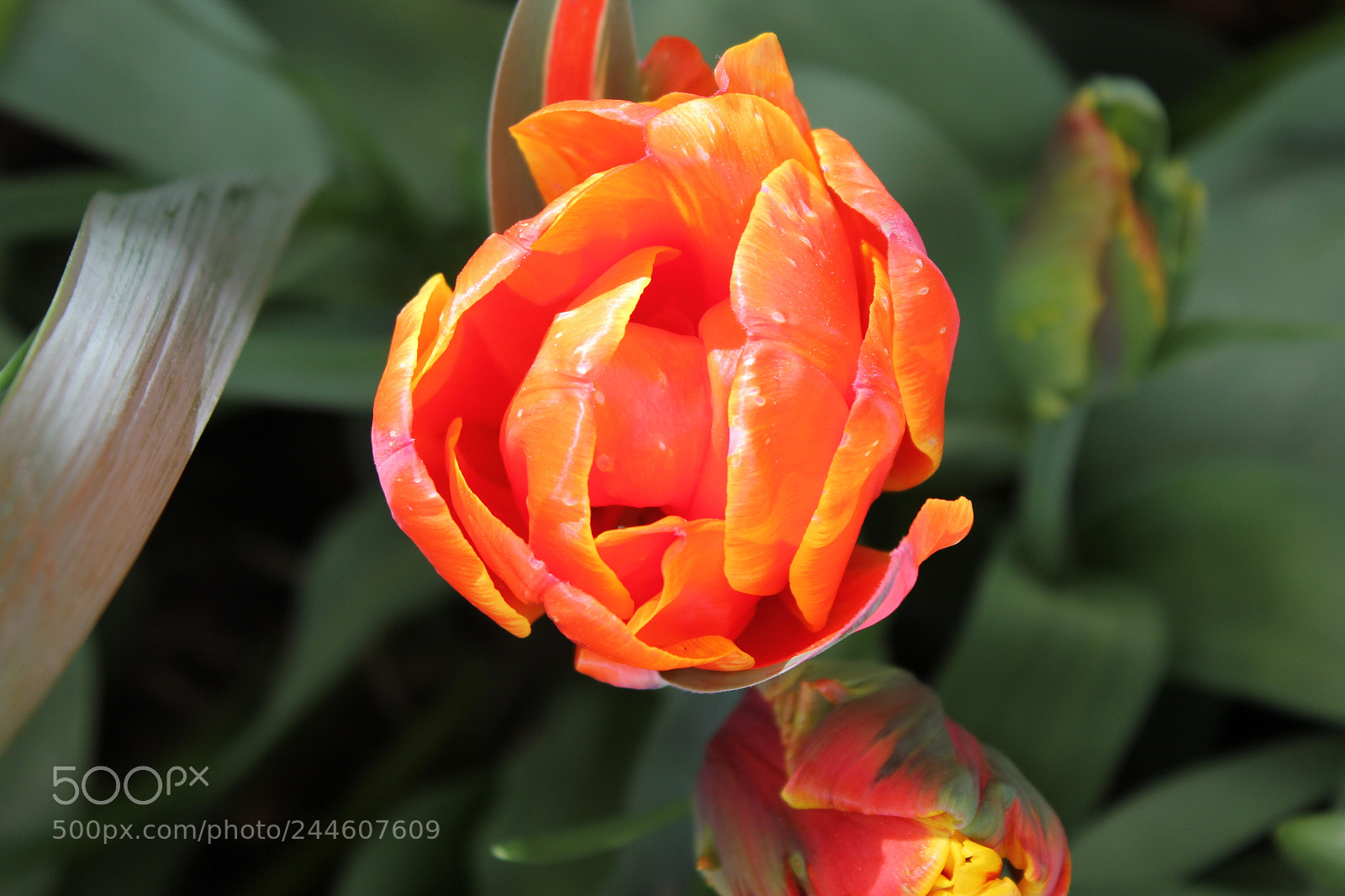 Canon EF-S 18-55mm F3.5-5.6 IS sample photo. Tulips edward's gardens, toronto photography