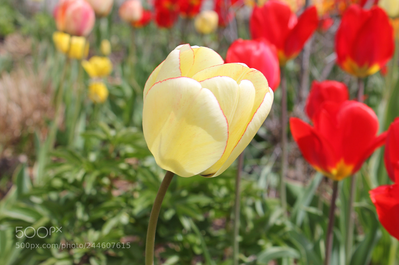 Canon EF-S 18-55mm F3.5-5.6 IS sample photo. Tulips edward's gardens, toronto photography