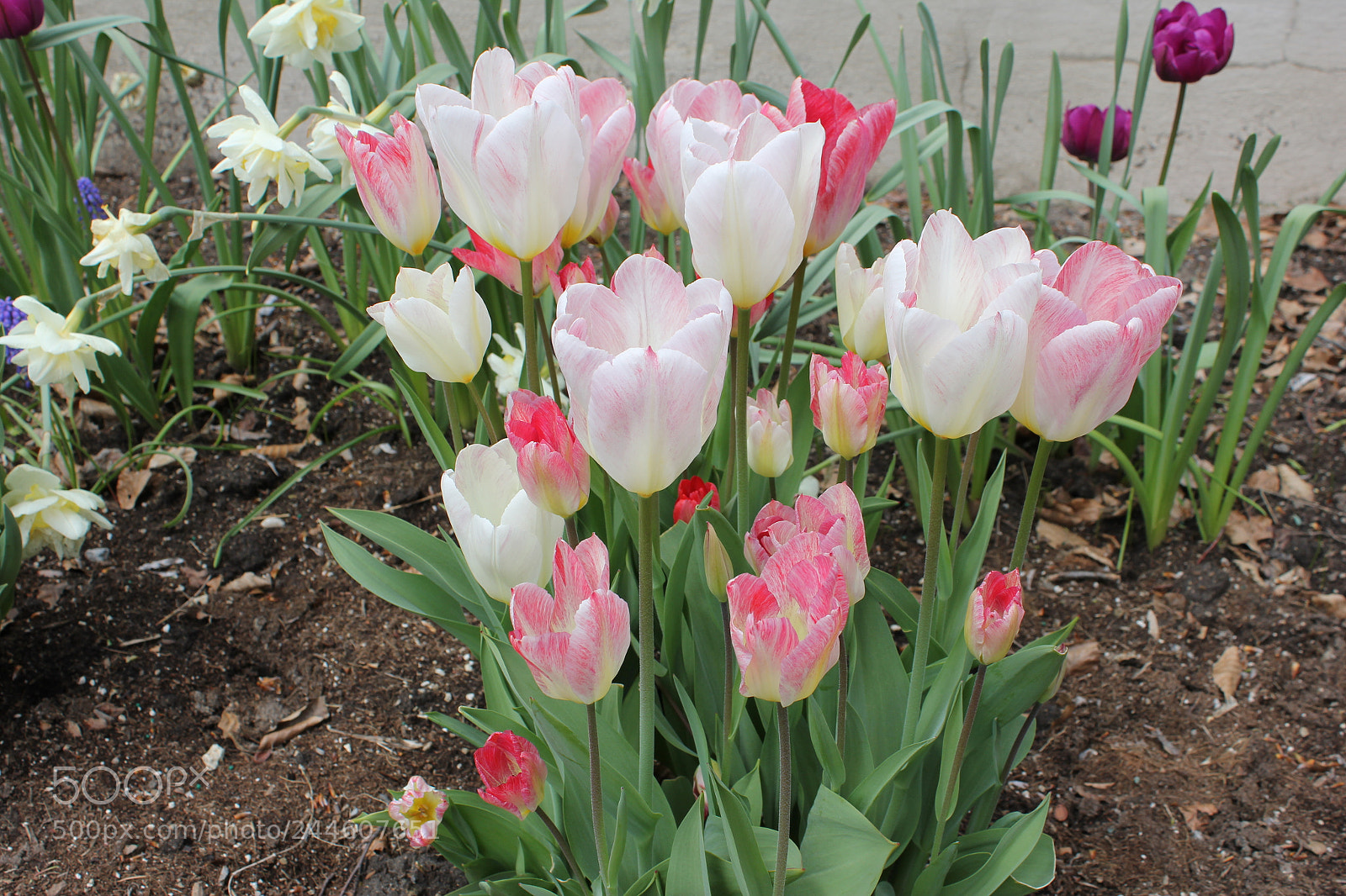 Canon EF-S 18-55mm F3.5-5.6 IS sample photo. Tulips edward's gardens, toronto photography