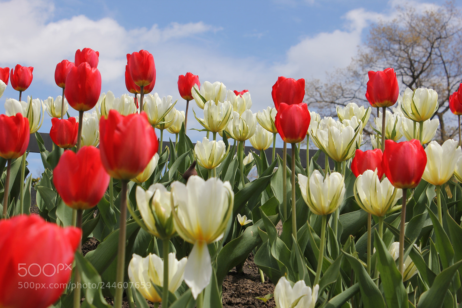 Canon EF-S 18-55mm F3.5-5.6 IS sample photo. Tulips edward's gardens, toronto photography