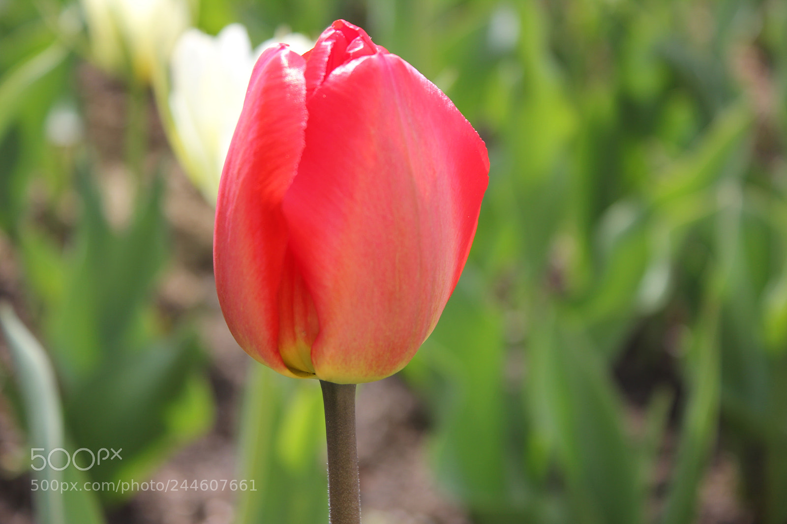 Canon EF-S 18-55mm F3.5-5.6 IS sample photo. Tulips edward's gardens, toronto photography