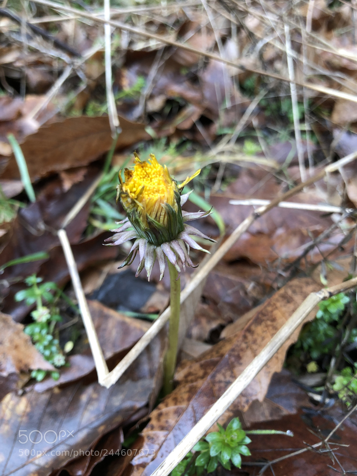 Apple iPhone 8 sample photo. Today’s discovery photography