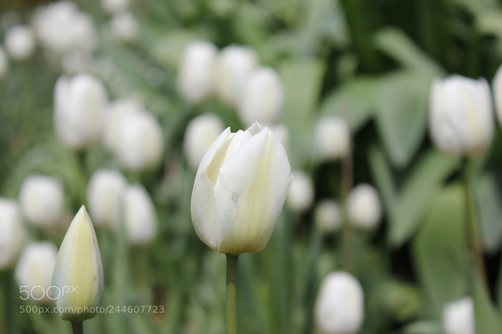 Canon EF-S 18-55mm F3.5-5.6 IS sample photo. Tulips edward's gardens, toronto photography