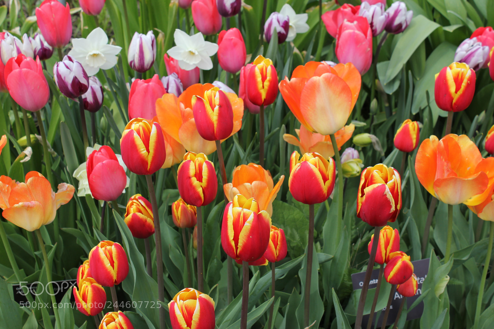 Canon EF-S 18-55mm F3.5-5.6 IS sample photo. Tulips edward's gardens, toronto photography
