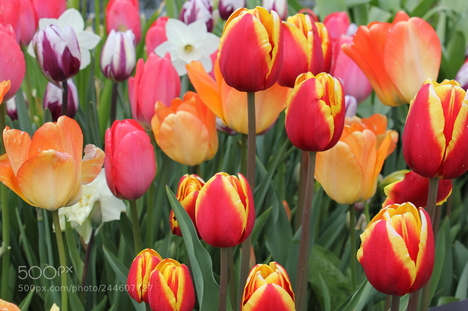 Canon EF-S 18-55mm F3.5-5.6 IS sample photo. Tulips edward's gardens, toronto photography