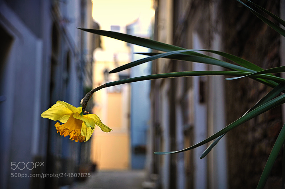 Nikon D5000 sample photo. Narciso photography