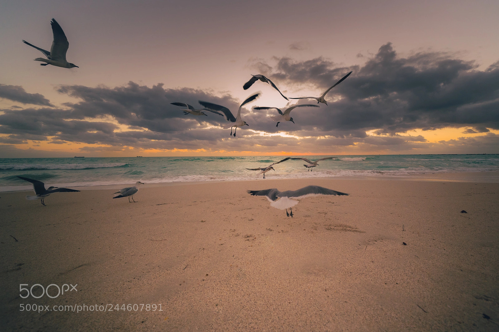 Sony a7R III sample photo. Sobe photography