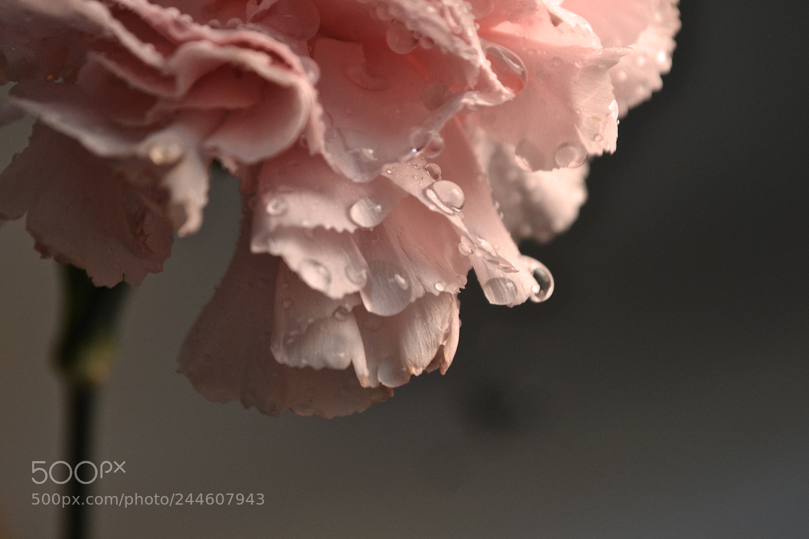 Nikon D3100 sample photo. Smile photography