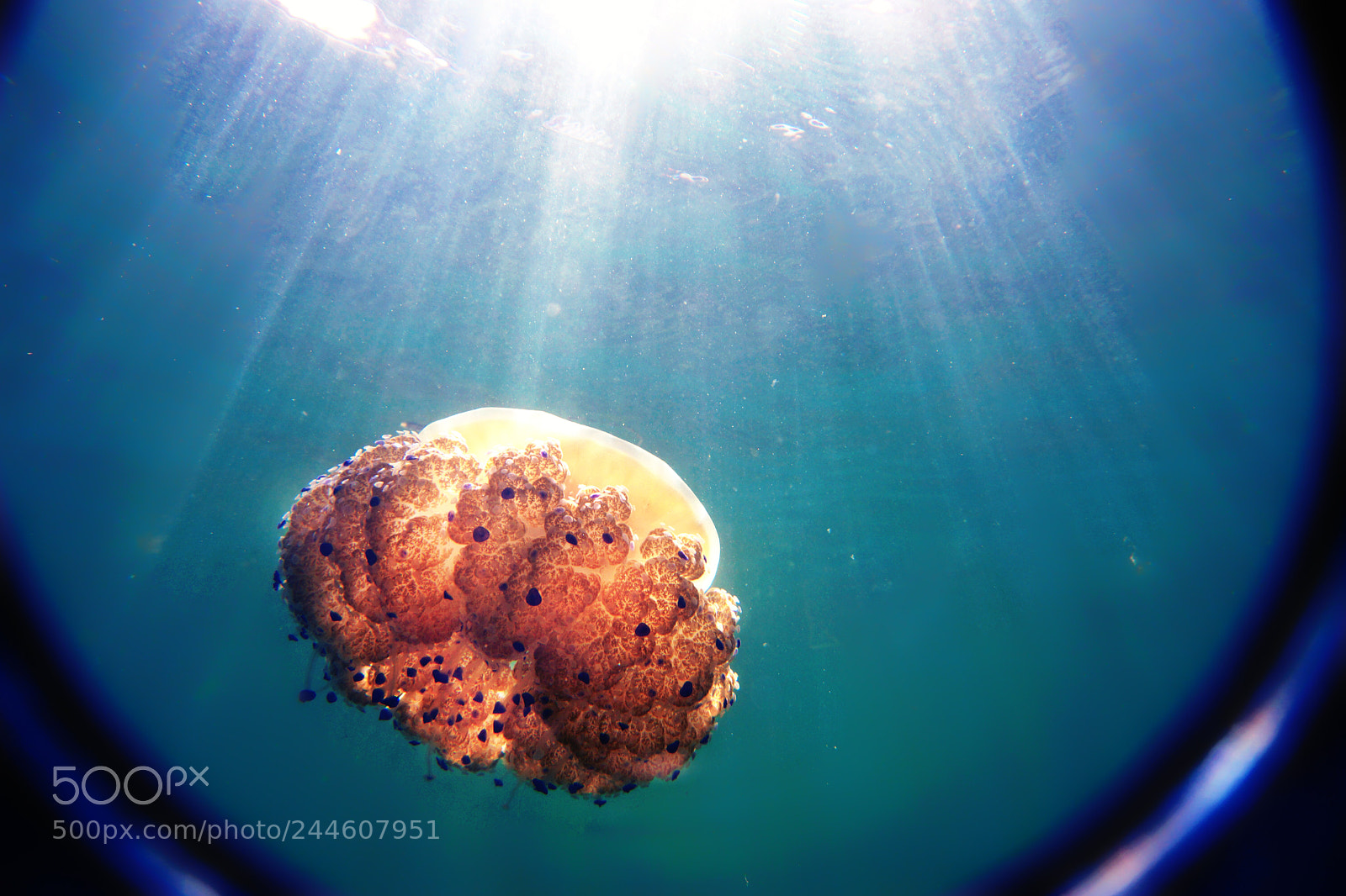 Sony SLT-A65 (SLT-A65V) sample photo. The jellyfish floats in photography