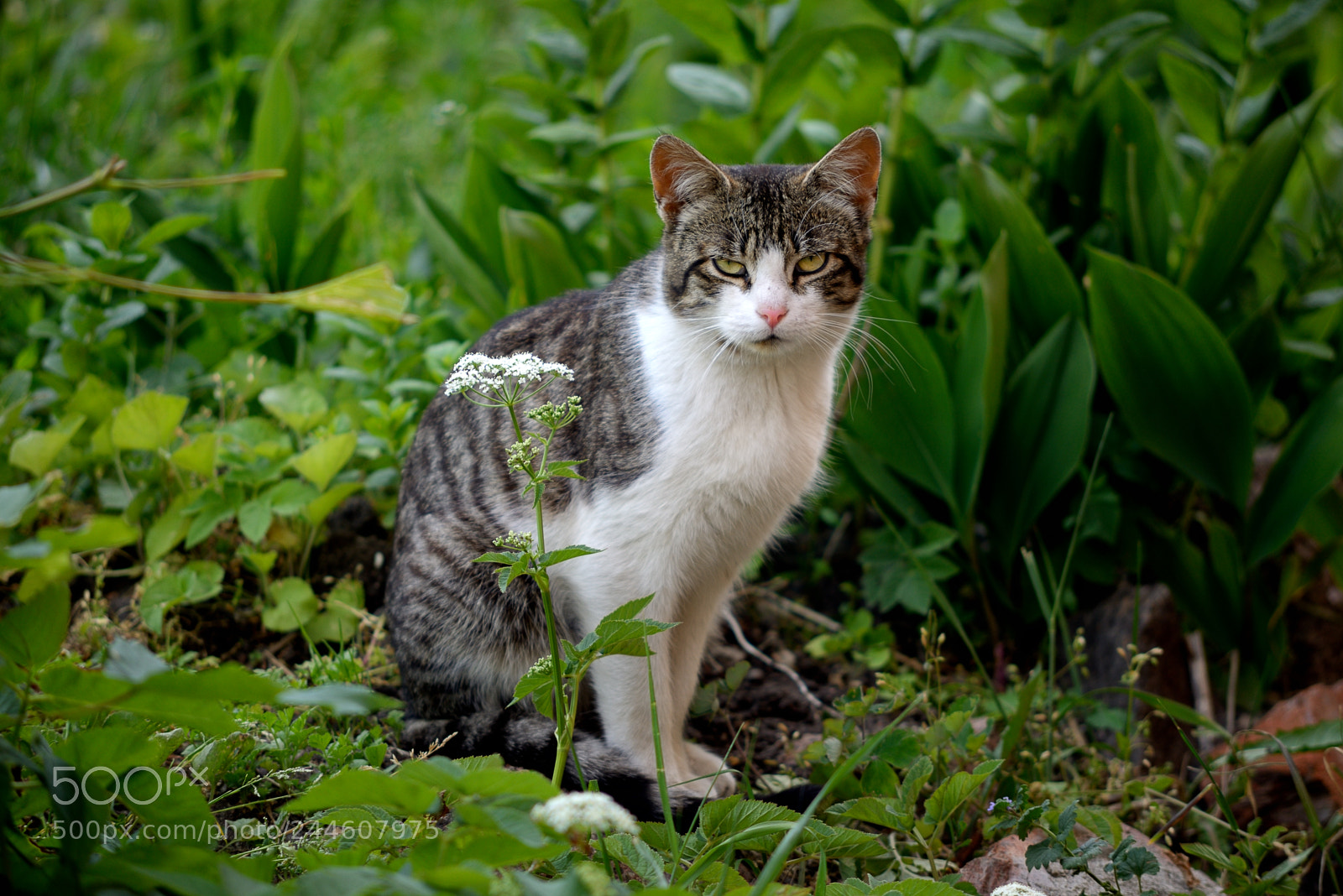 Nikon D610 sample photo. Dozing cat in the photography