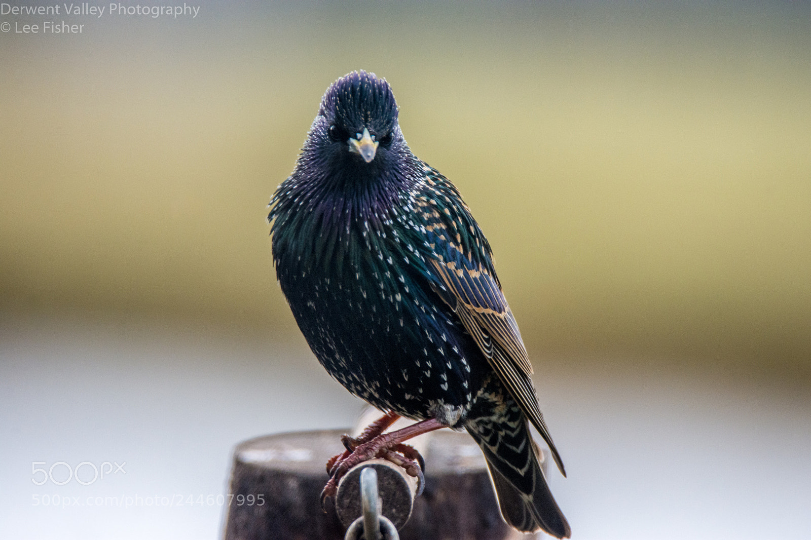 Nikon D7200 sample photo. Starling photography