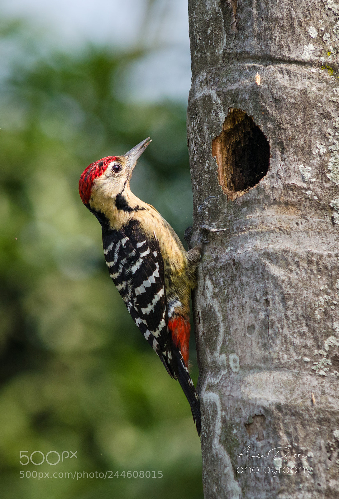 Nikon D5100 sample photo. Fulvous breasted woodpecker photography