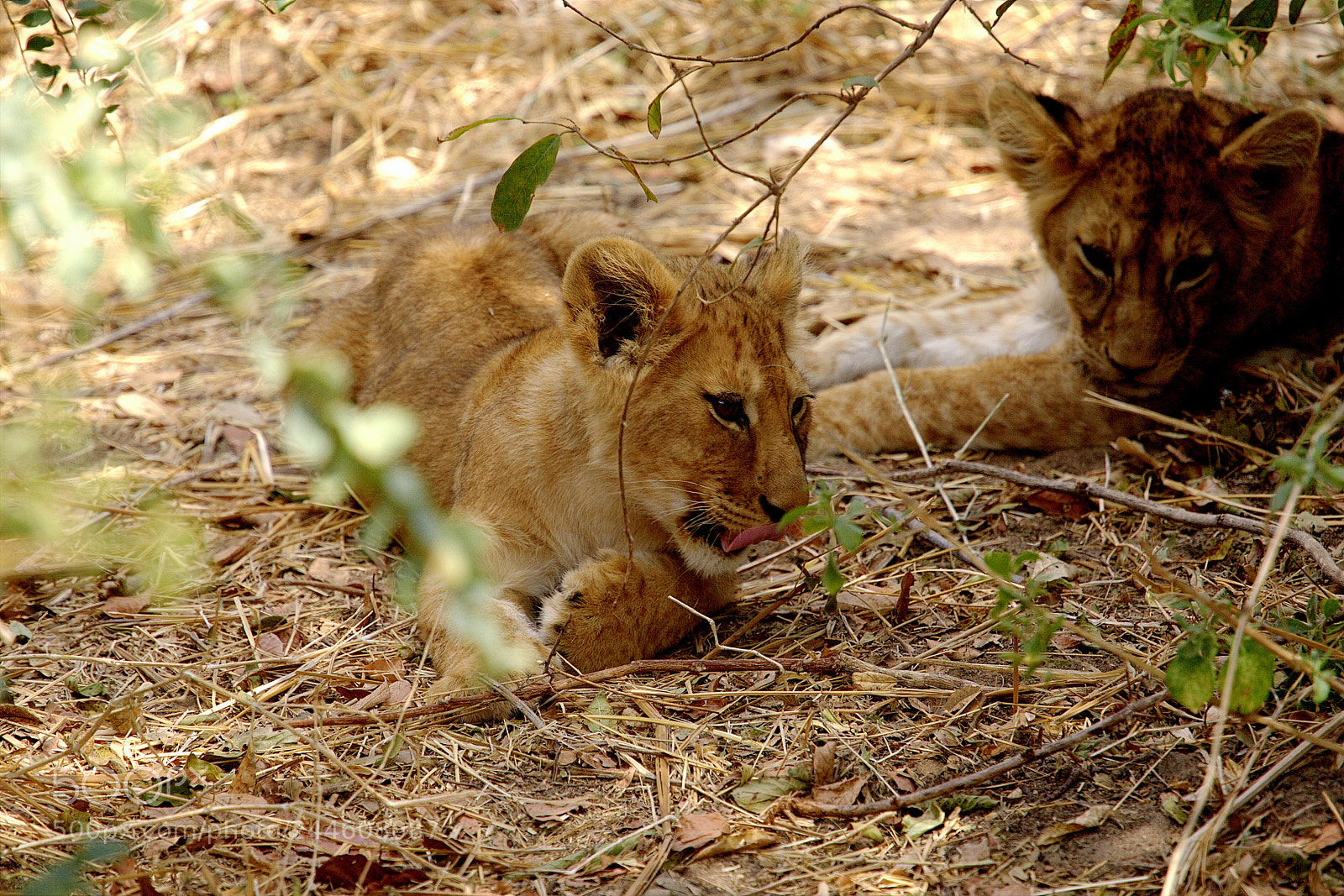 Canon EOS-1D Mark III sample photo. Baby lions in ruaha photography