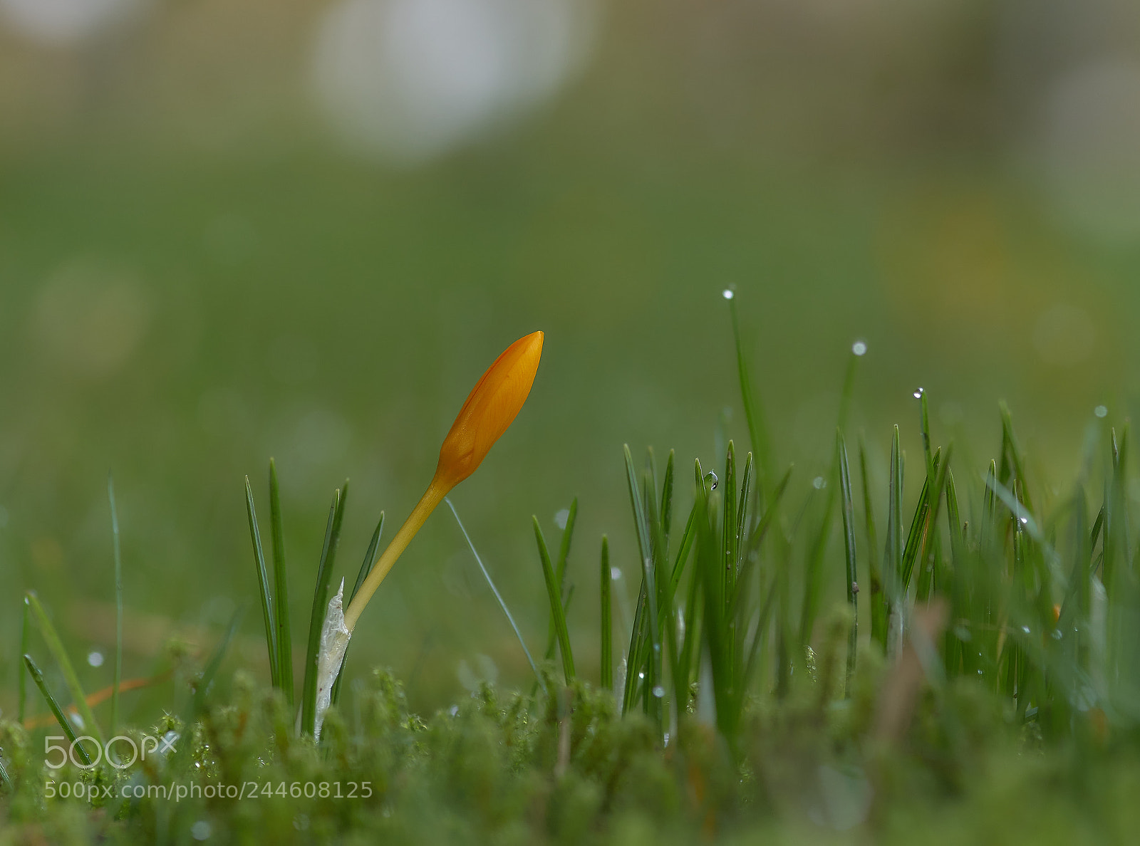 Sony ILCA-77M2 sample photo. Krokus photography