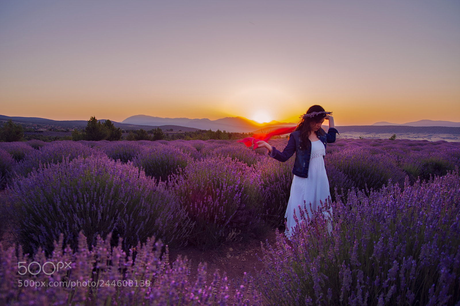Nikon D7200 sample photo. Lavender field photography