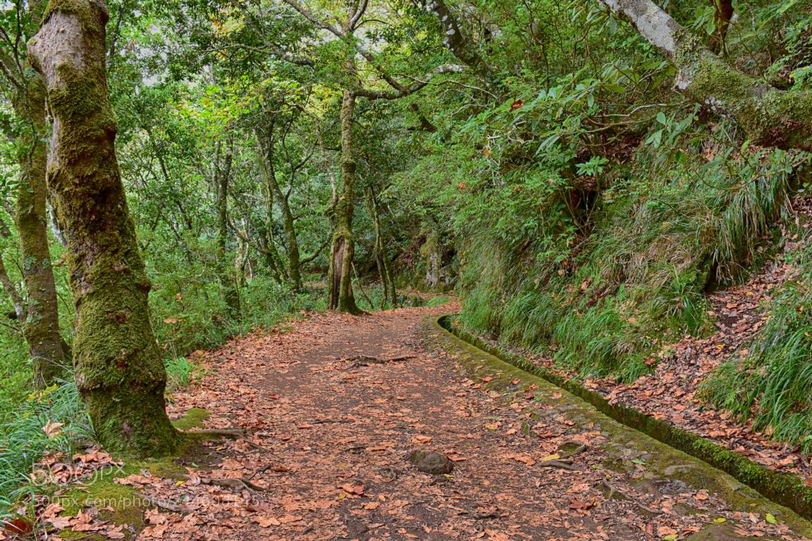 Nikon D7200 sample photo. Madeira - 015   levada photography