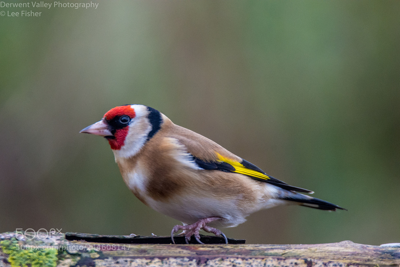 Nikon D7200 sample photo. Goldfinch photography
