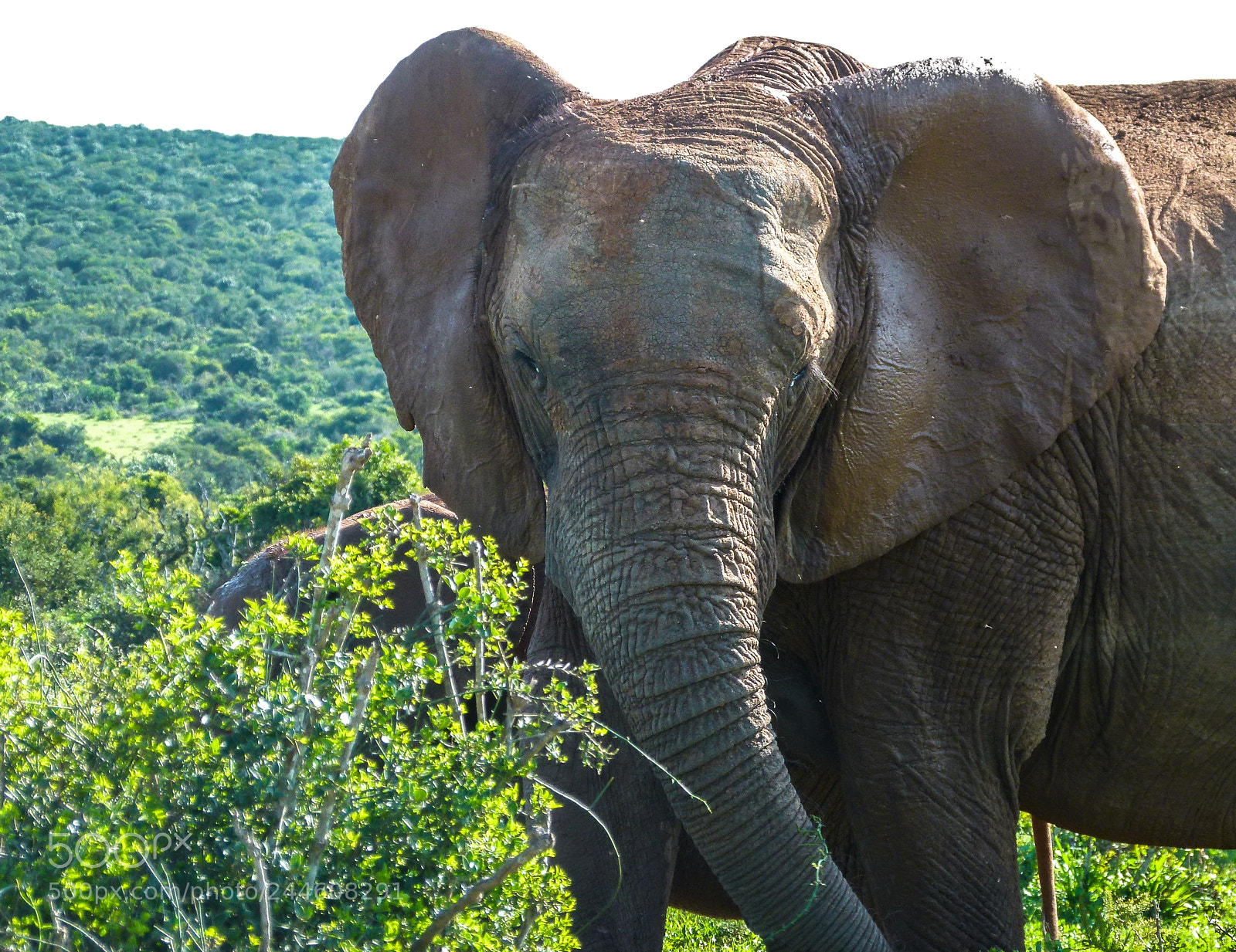 Panasonic Lumix DMC-FZ100 sample photo. Elephants photography