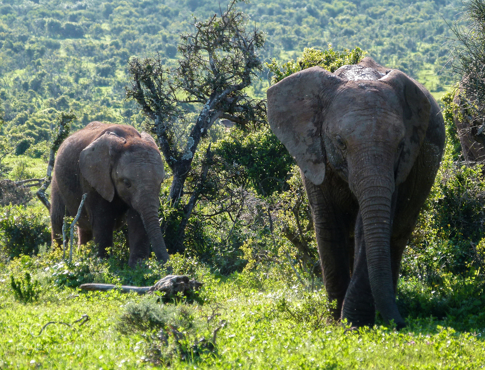 Panasonic Lumix DMC-FZ100 sample photo. Elephants photography