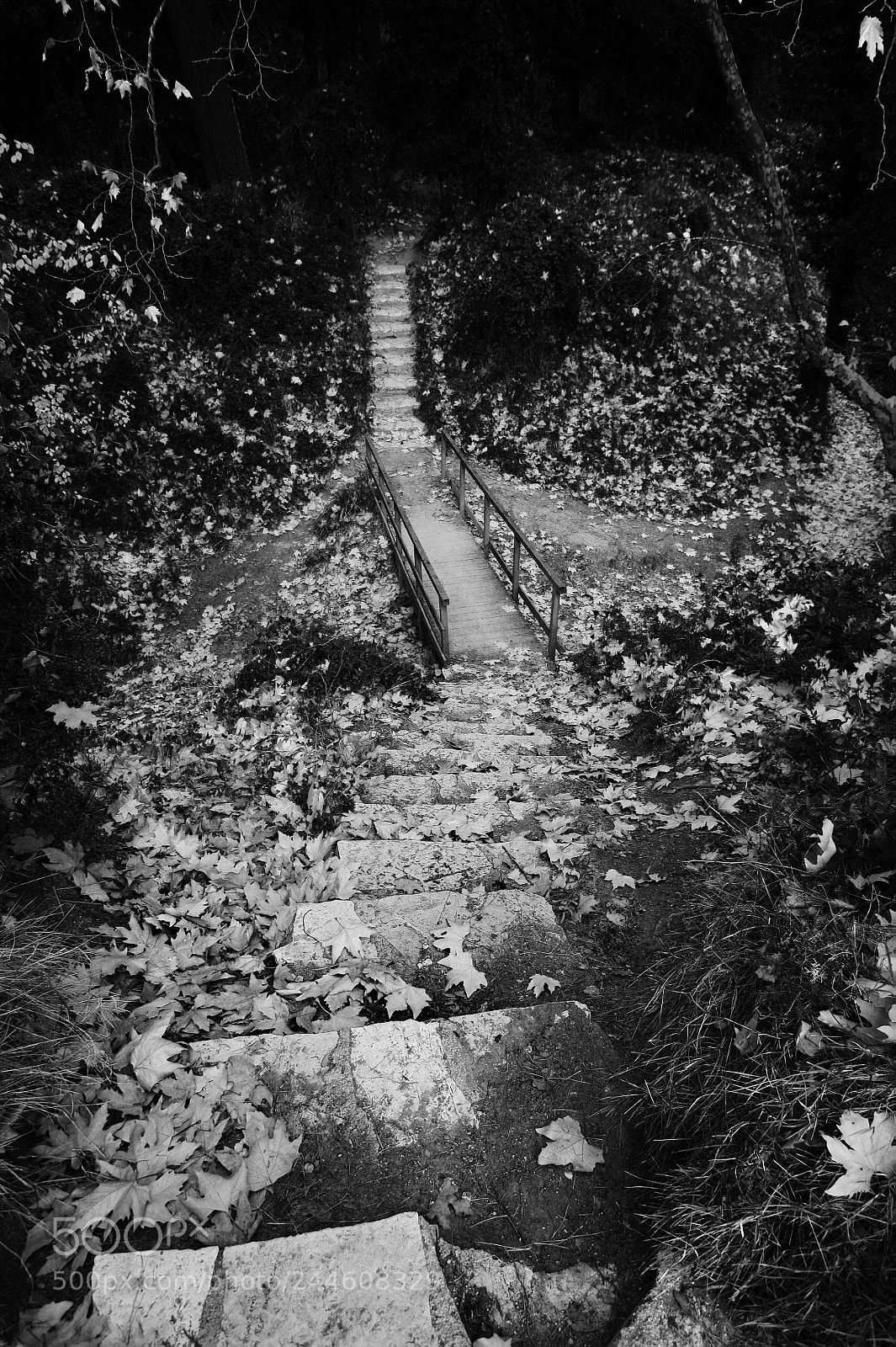Canon EOS 5D sample photo. Mystic path photography
