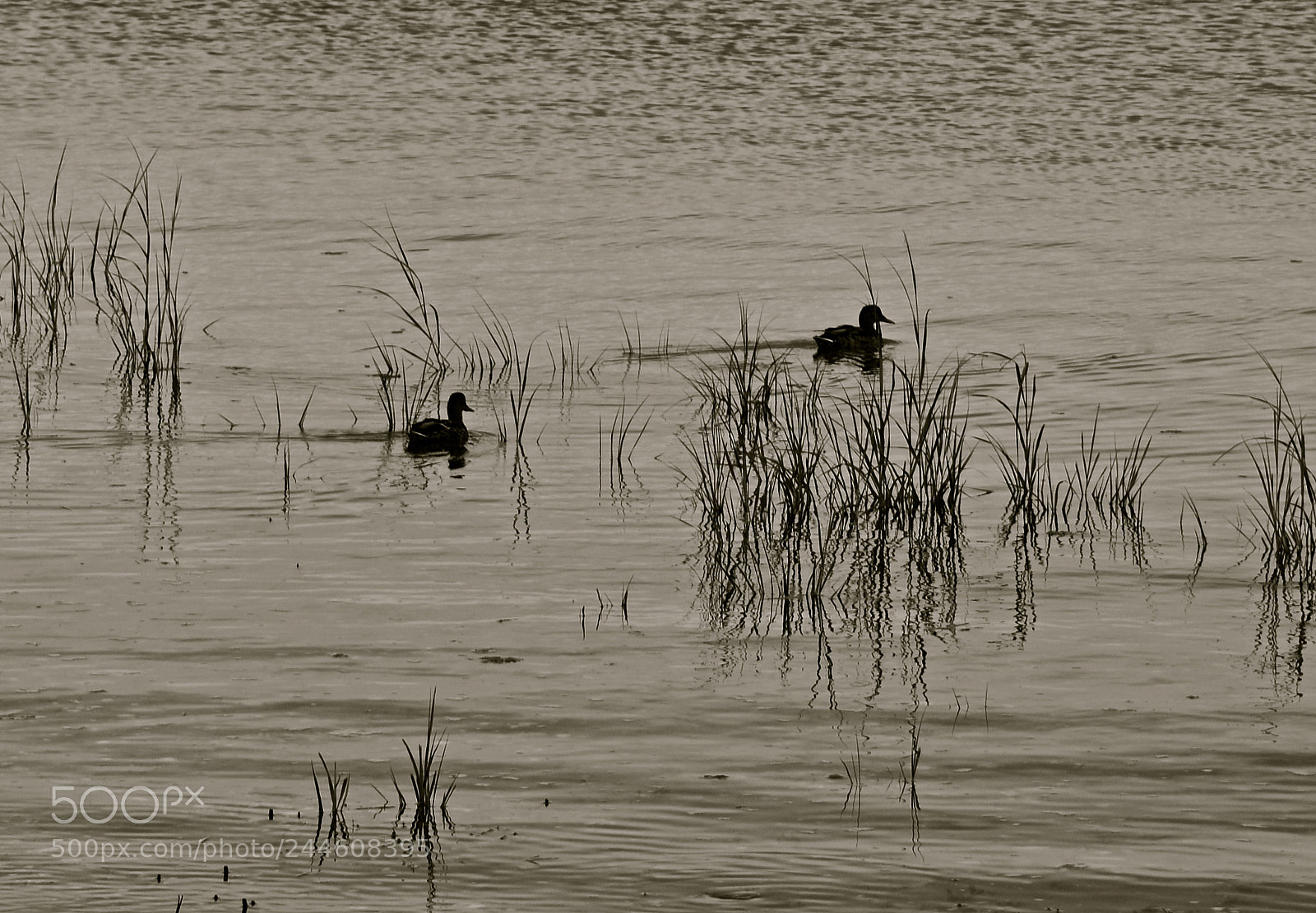 Nikon D600 sample photo. Swimming through the reeds photography