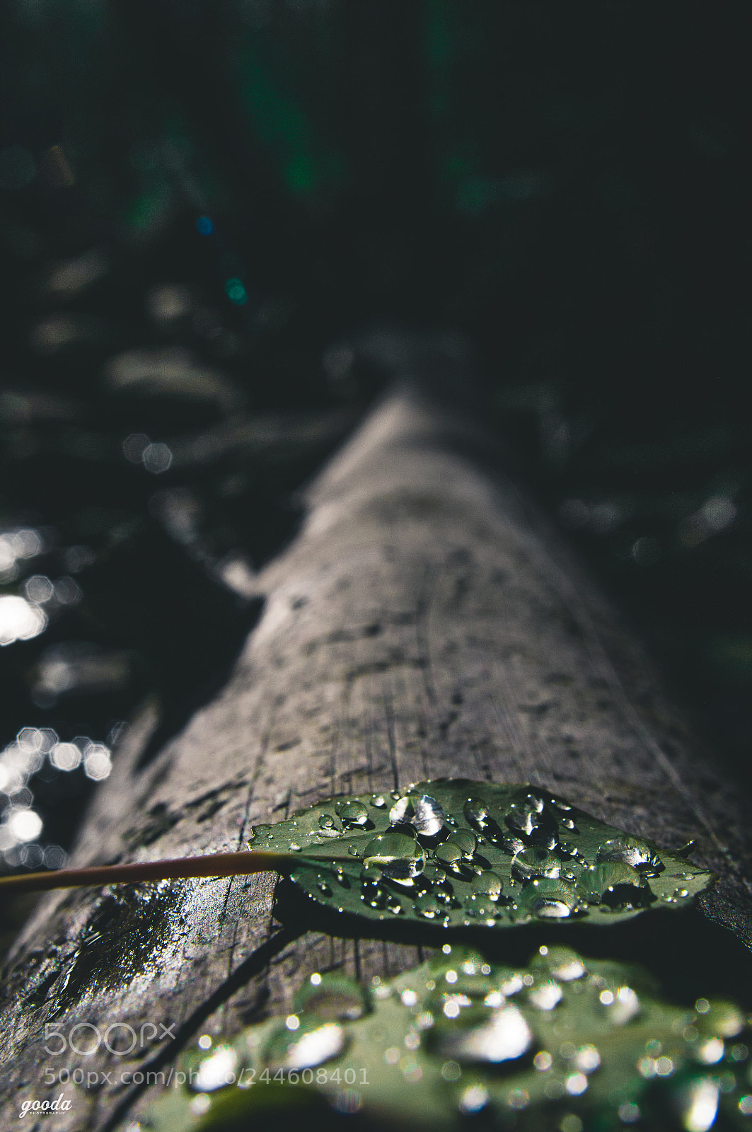 Nikon D300S sample photo. Thirsty for bokeh photography