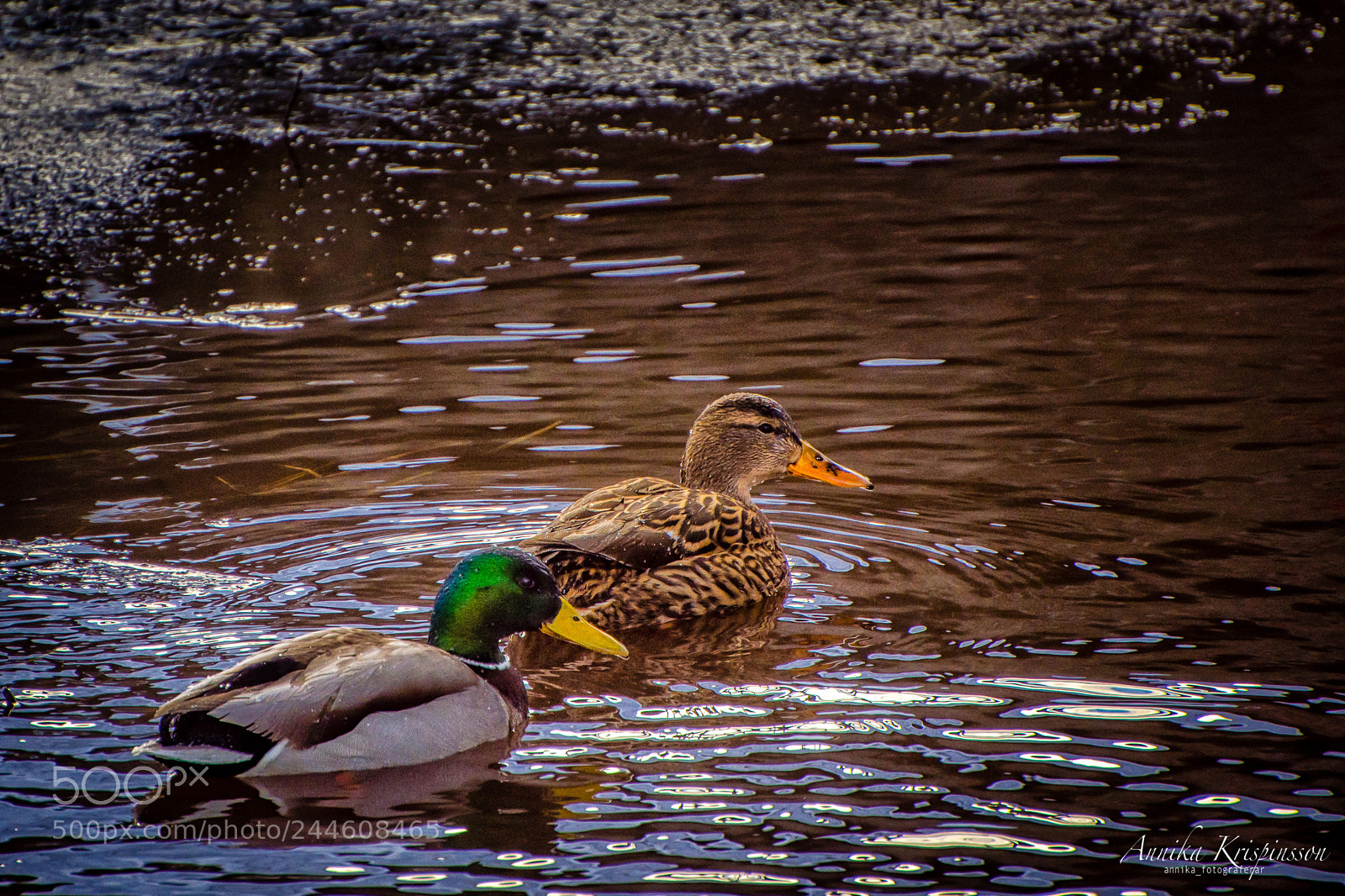 Nikon D7200 sample photo. Mallard ducks photography
