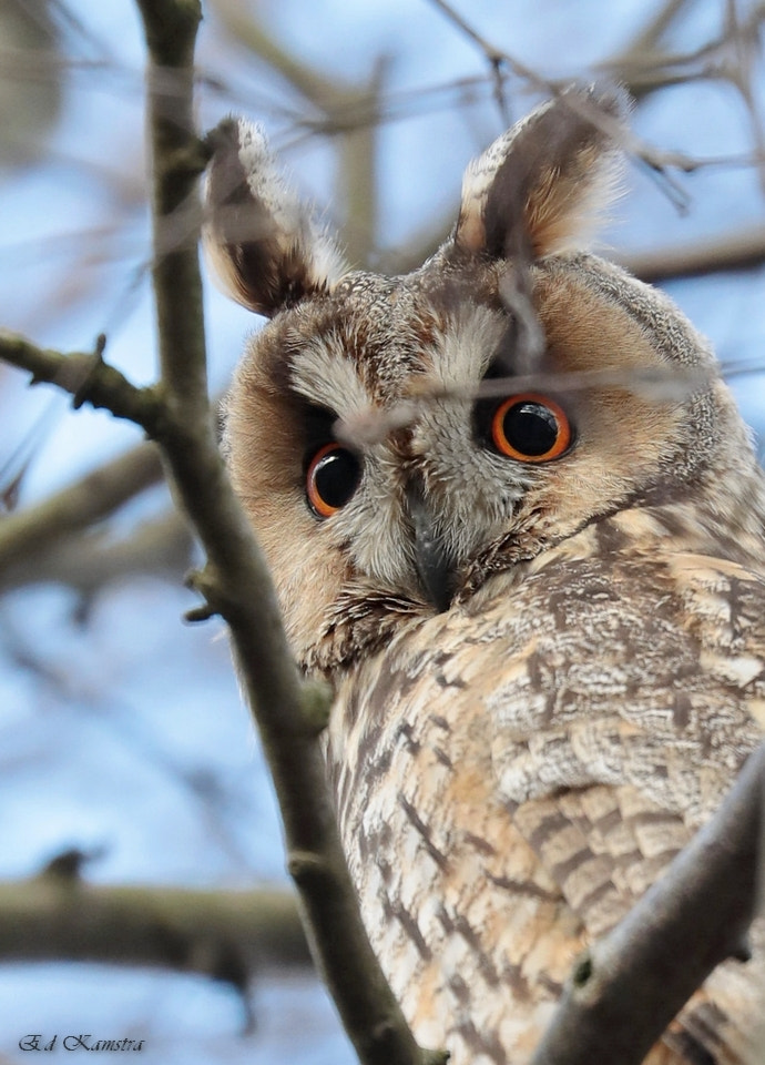 Canon EOS 5D Mark IV + Canon EF 100-400mm F4.5-5.6L IS II USM sample photo. Long-eared owl photography