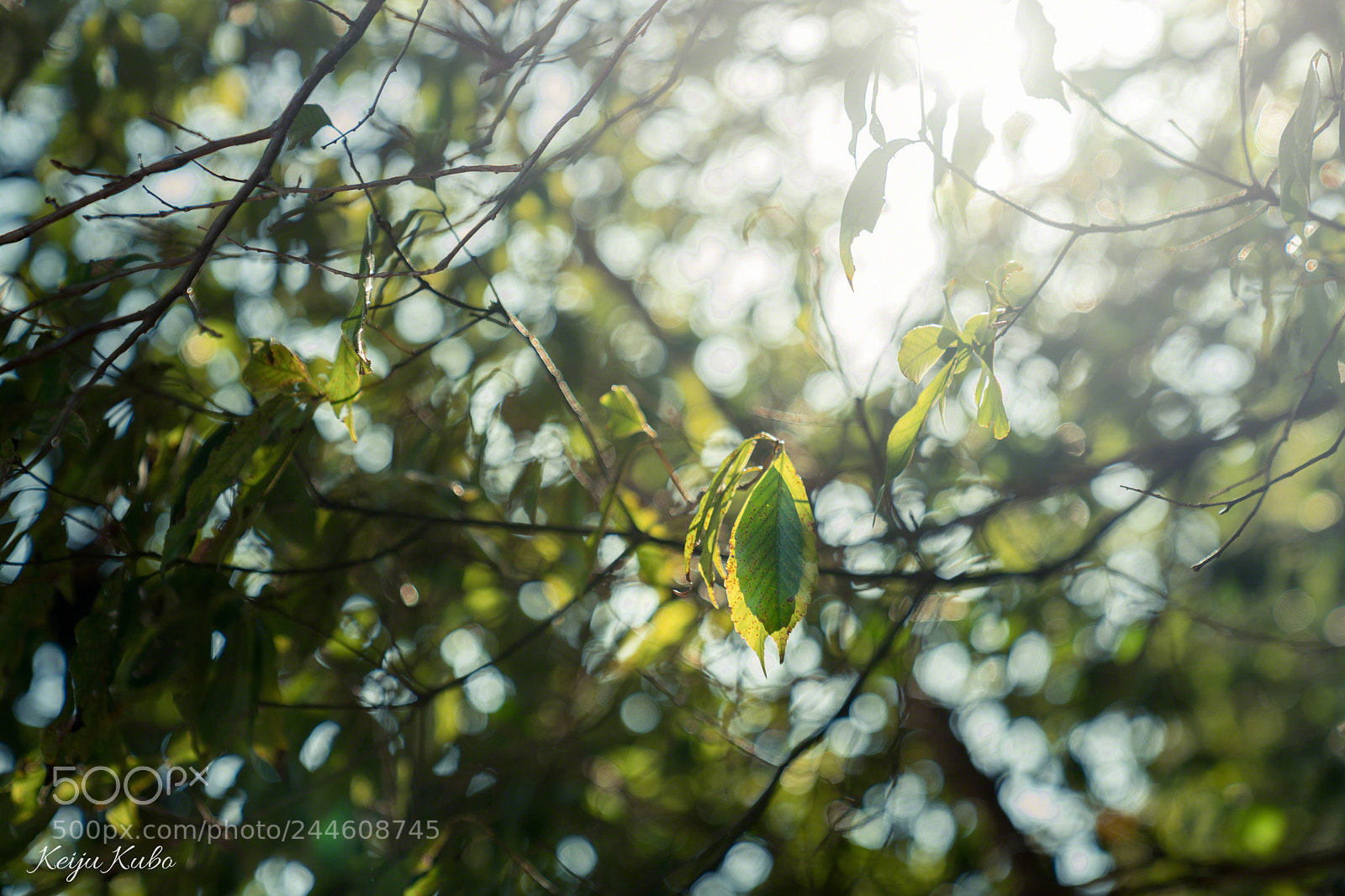 Sony a7R III sample photo. Leaves in backlight photography