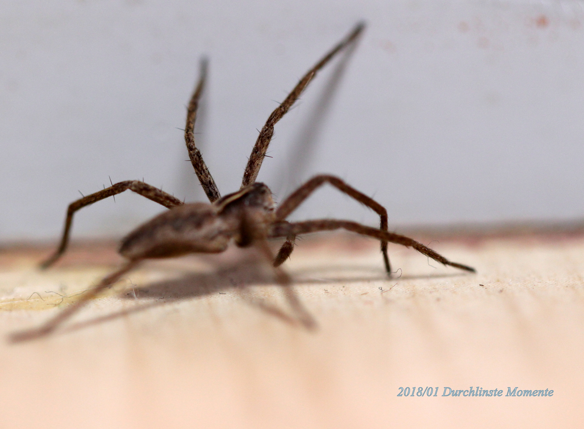 Canon EOS 700D (EOS Rebel T5i / EOS Kiss X7i) + Canon EF 100mm F2.8L Macro IS USM sample photo. Spider on the floor photography