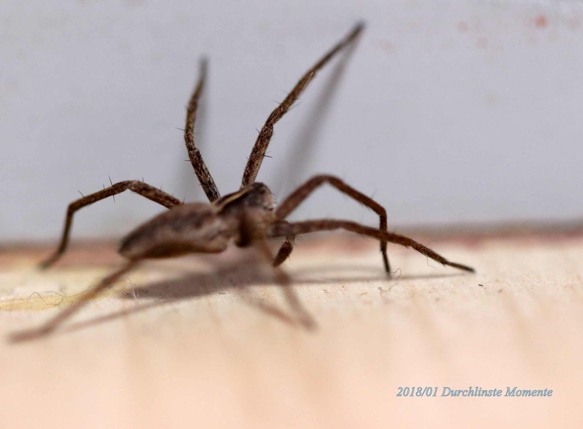 Canon EF 100mm F2.8L Macro IS USM sample photo. Spider on the floor photography