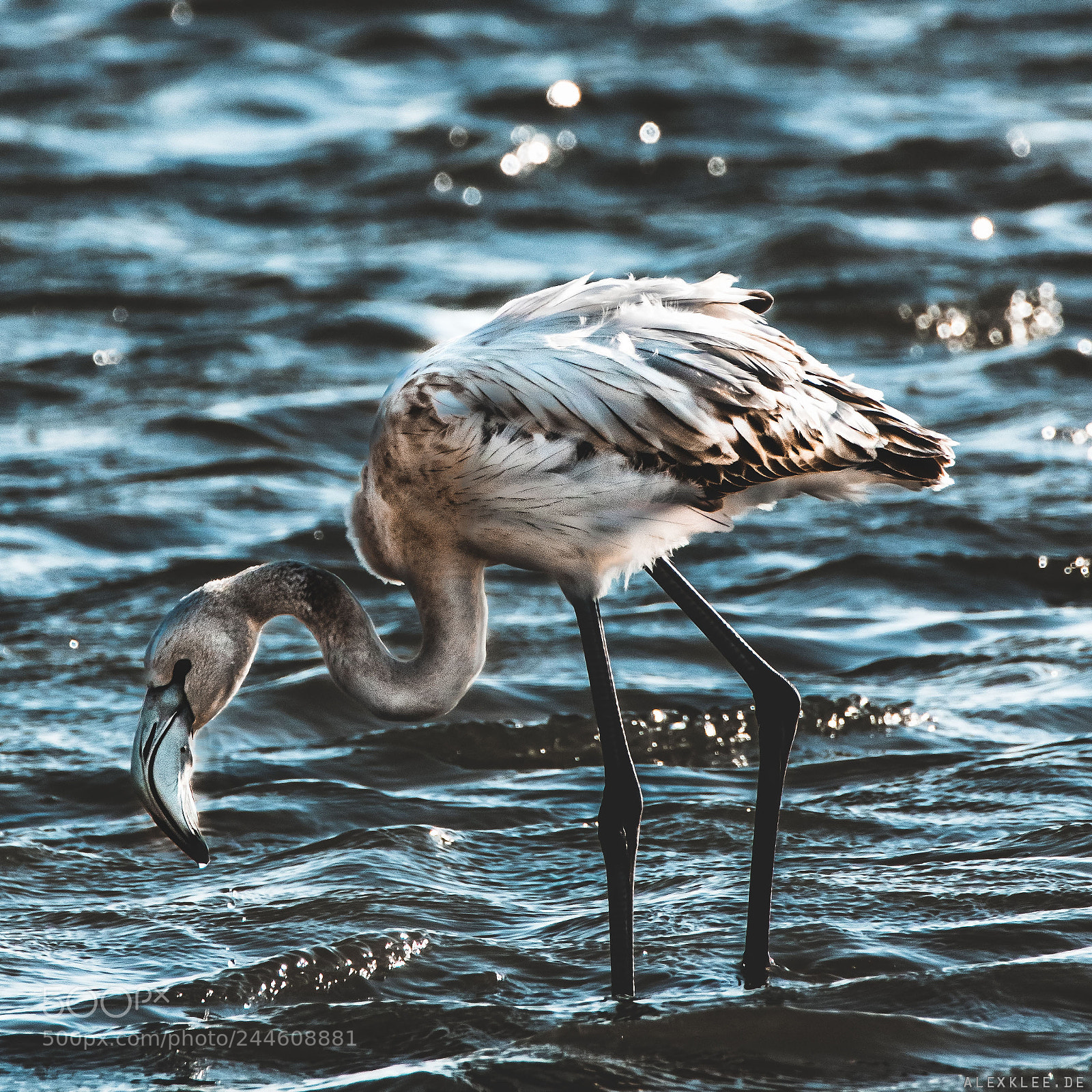 Canon EOS 7D Mark II sample photo. The immature flamingo photography