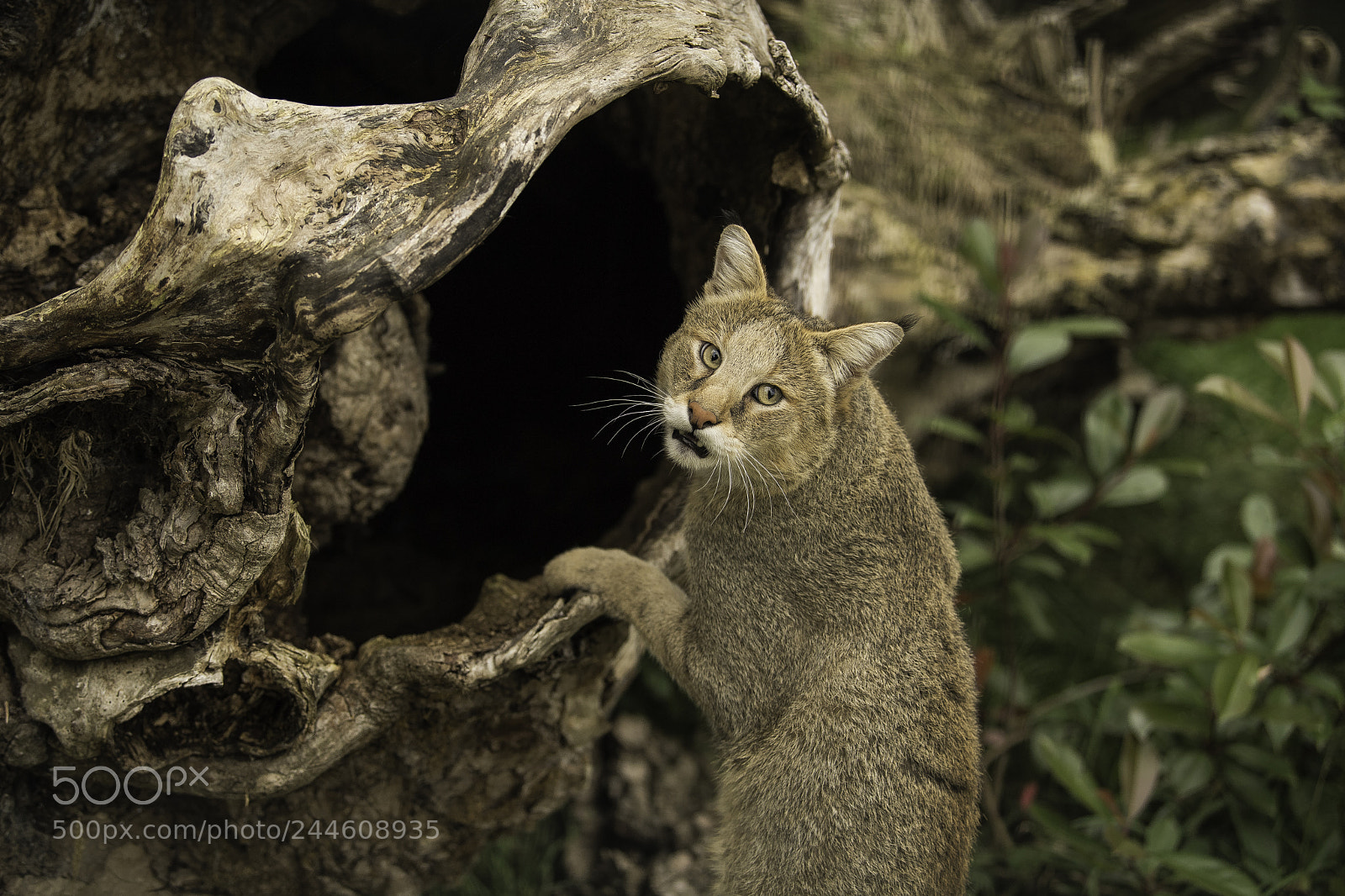 Nikon D5 sample photo. Jungle cat series photography