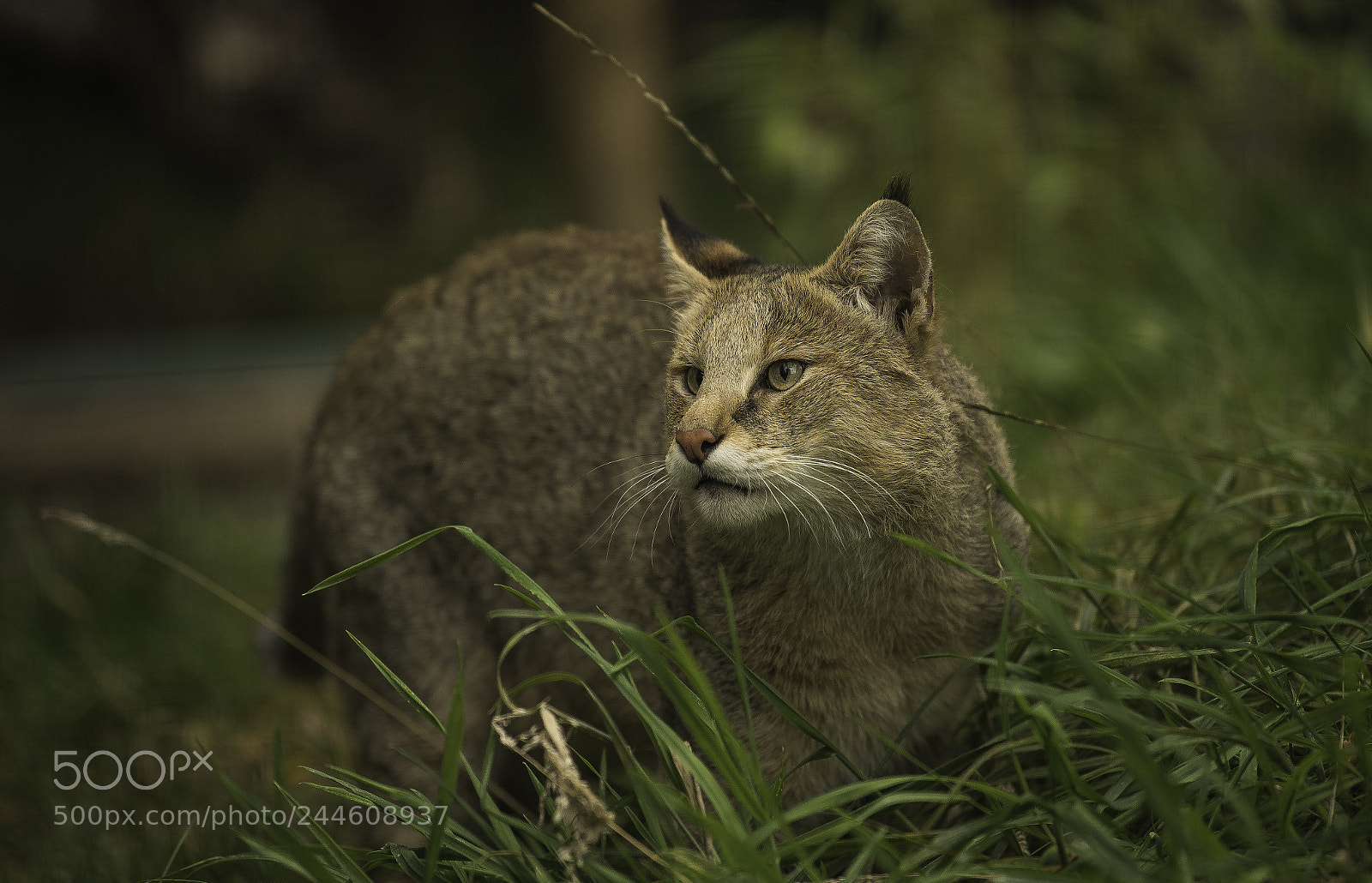 Nikon D5 sample photo. Jungle cat series photography