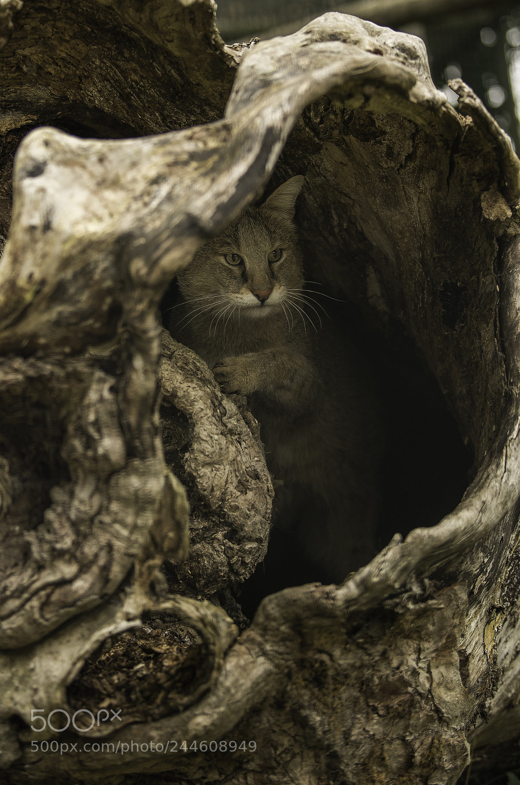 Nikon D5 sample photo. Jungle cat series photography