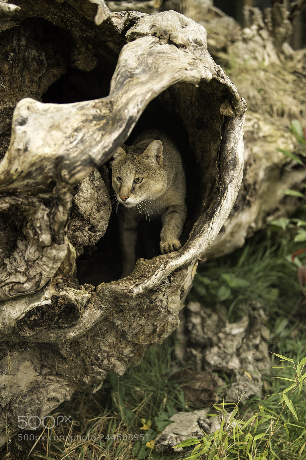 Nikon D5 sample photo. Jungle cat series photography